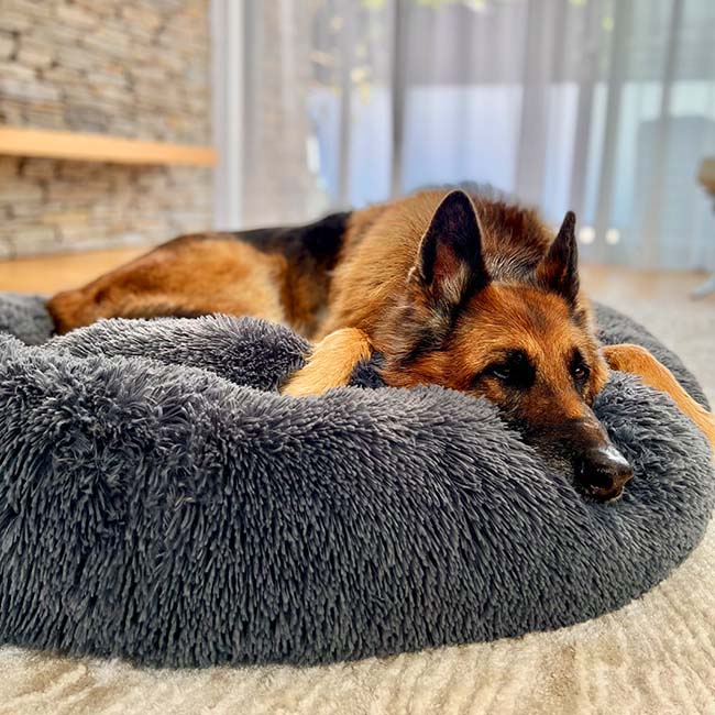 Calming Dog Bed