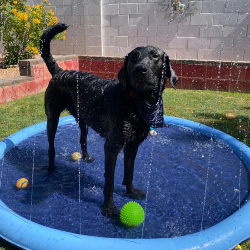 Paws and Play Splash Pad